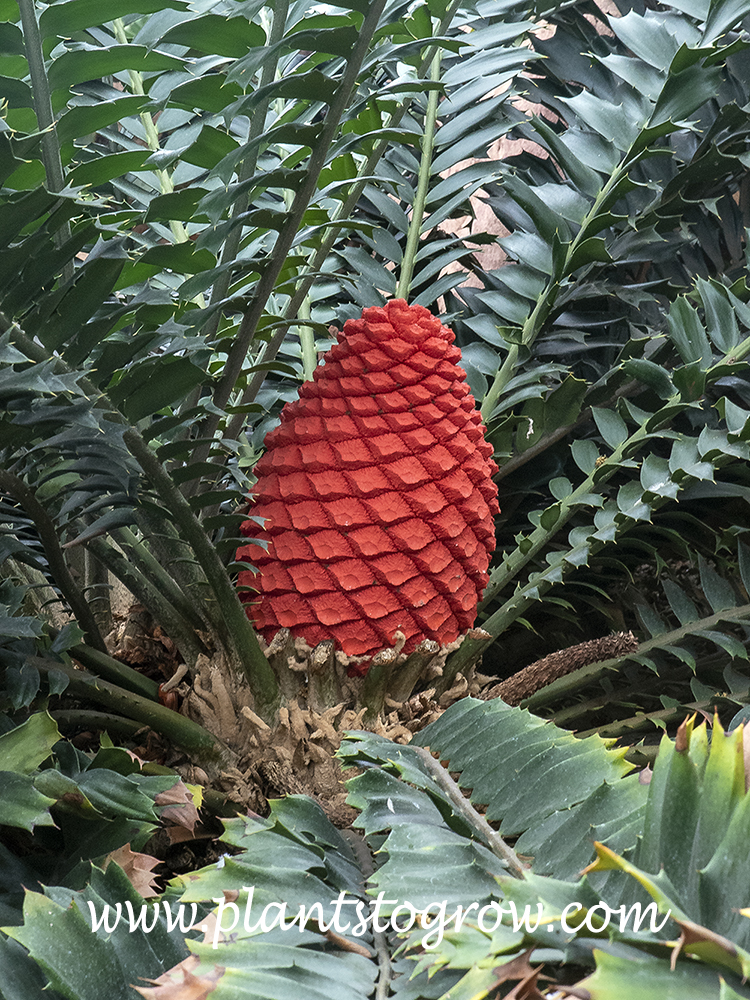 Holly Leaf Cycad ( Encephalartos ferox)
The large red female cone.
